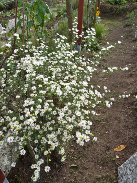  - 2019 - 03 - Toamna