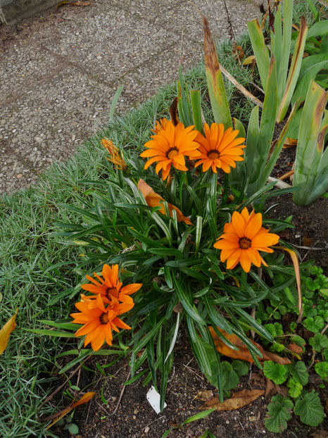  - 2019 - 03 - Toamna