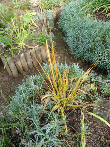  - 2019 - 03 - Toamna