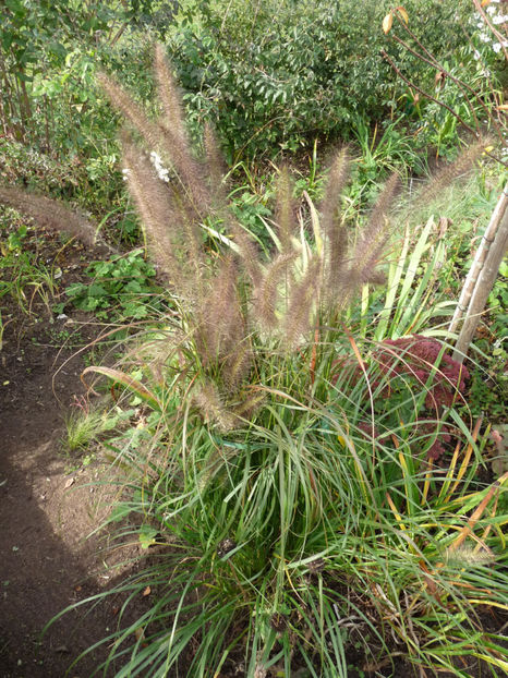  - 2019 - 03 - Toamna