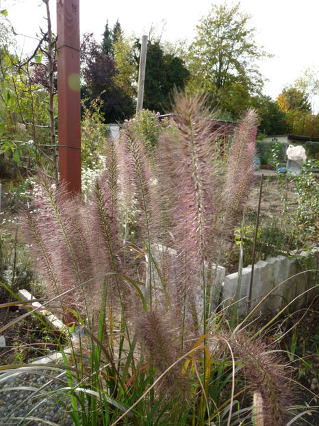  - 2019 - 03 - Toamna