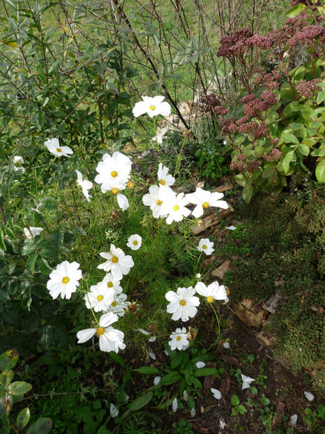  - 2019 - 03 - Toamna