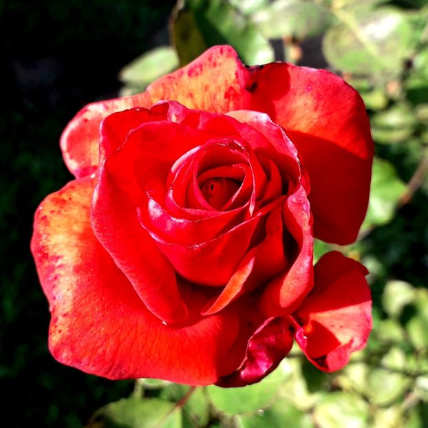  - TRANDAFIRI_2019_2020_2024