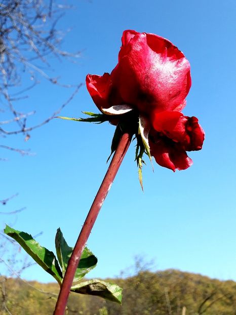  - TRANDAFIRI_2019_2020_2024