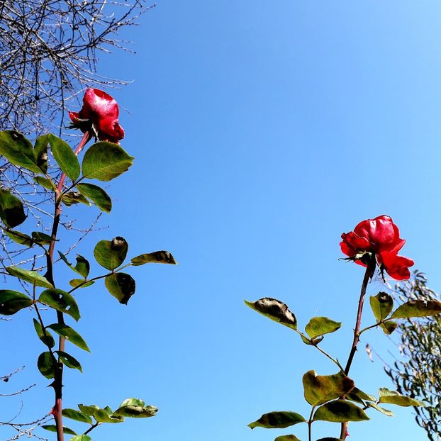  - TRANDAFIRI_2019_2020_2024