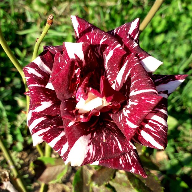  - TRANDAFIRI_2019_2020_2024