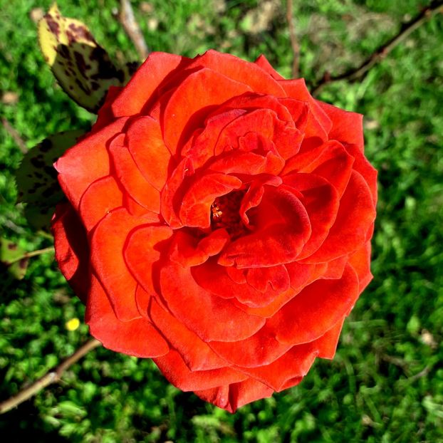  - TRANDAFIRI_2019_2020_2024