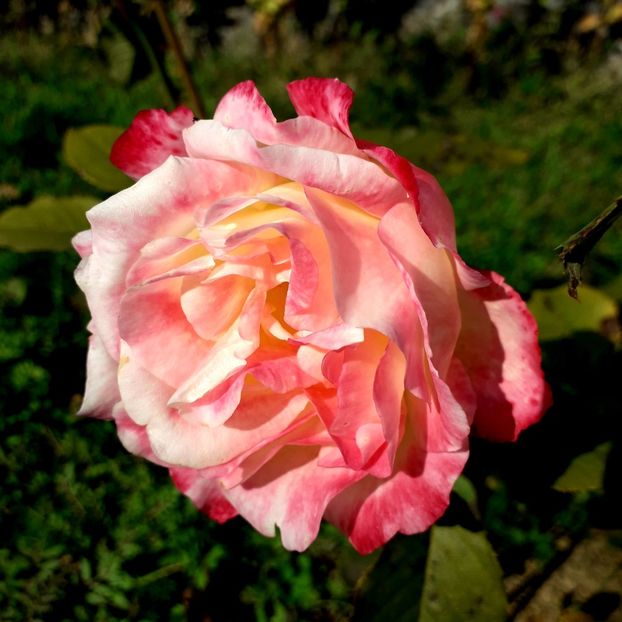  - TRANDAFIRI_2019_2020_2024