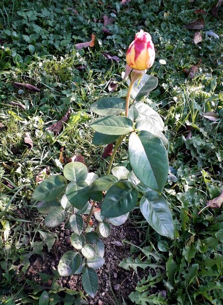  - TRANDAFIRI_2019_2020_2024