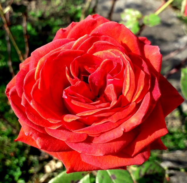  - TRANDAFIRI_2019_2020_2024