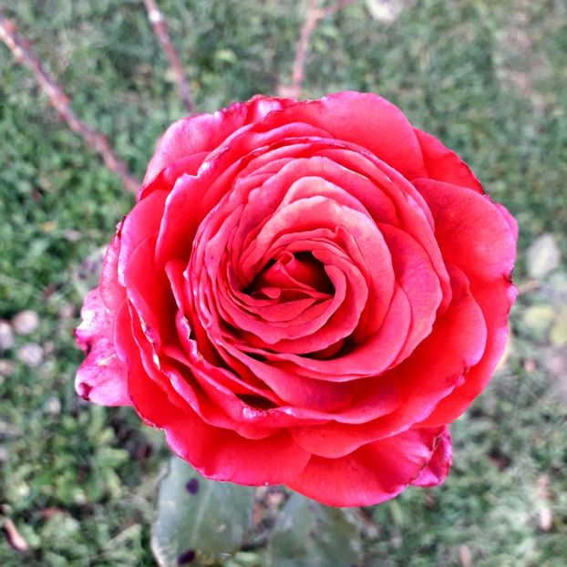  - TRANDAFIRI_2019_2020_2024