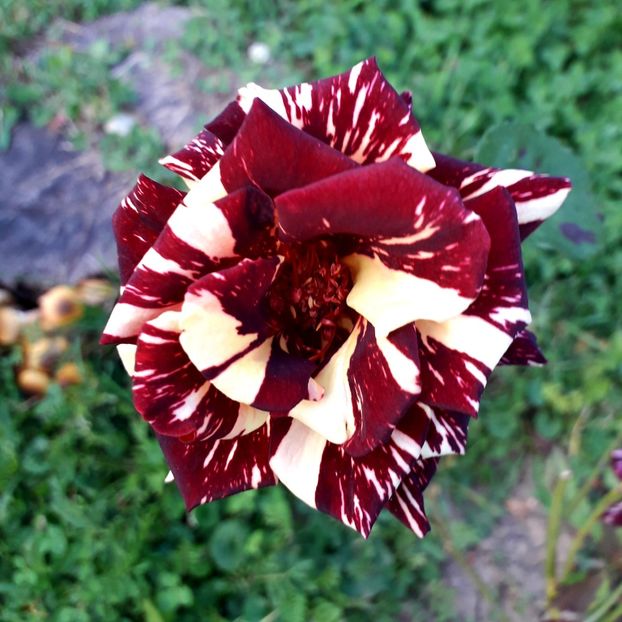  - TRANDAFIRI_2019_2020_2024