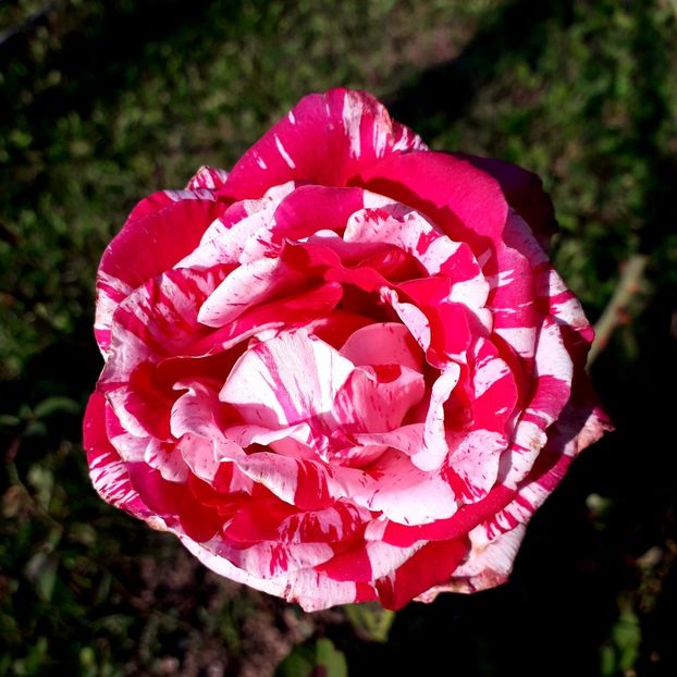  - TRANDAFIRI_2019_2020_2024