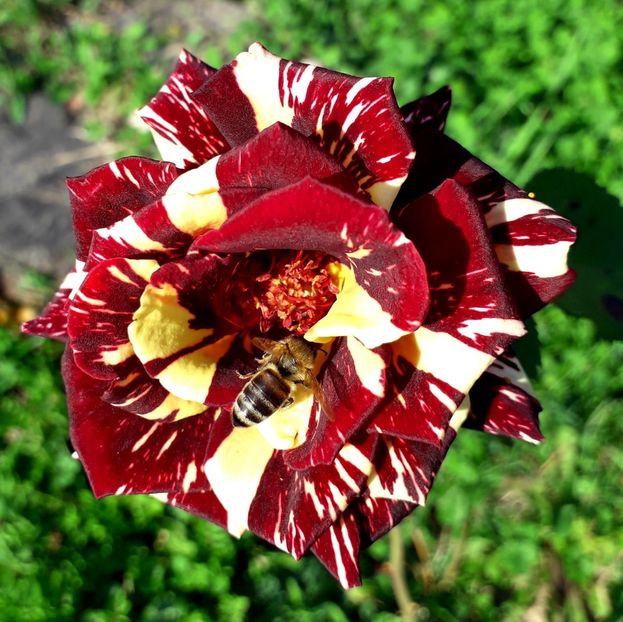  - TRANDAFIRI_2019_2020_2024