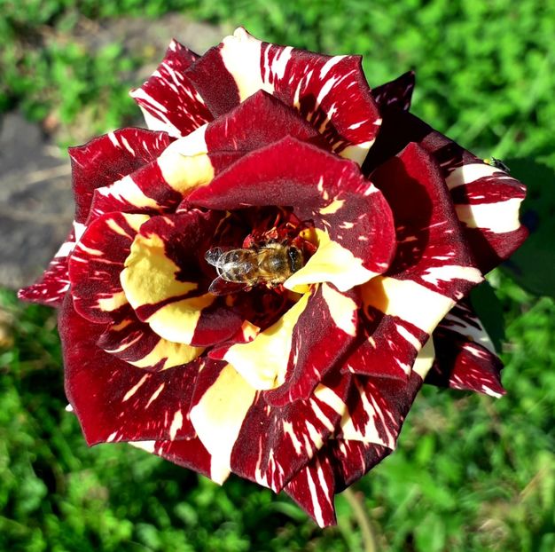  - TRANDAFIRI_2019_2020_2024