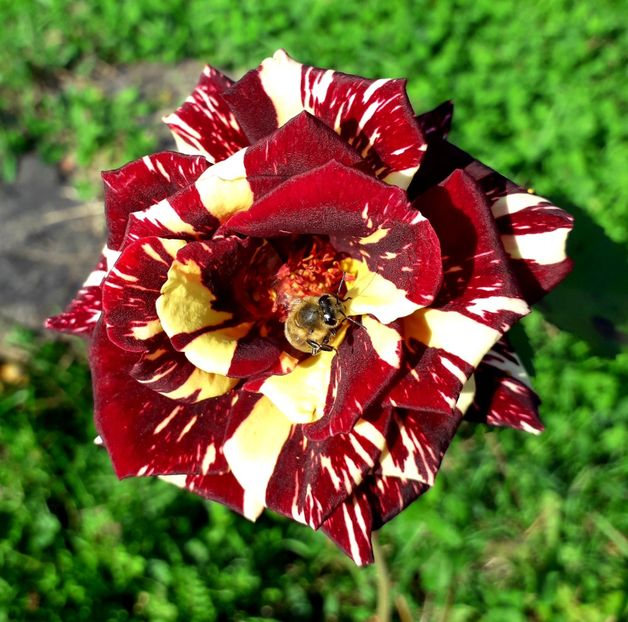  - TRANDAFIRI_2019_2020_2024