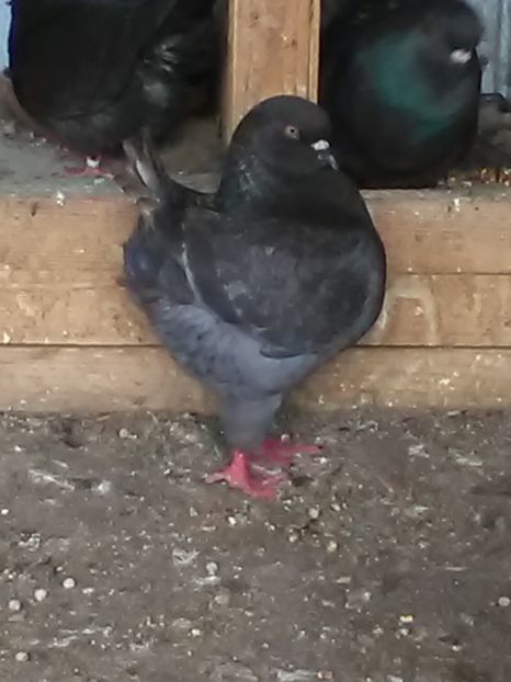 1.0 - King matcă 2020