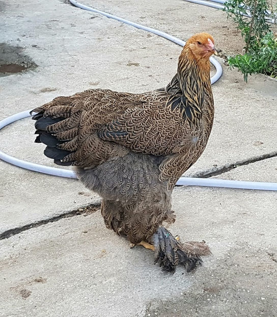  - a__Pui si tineret brahma 2019