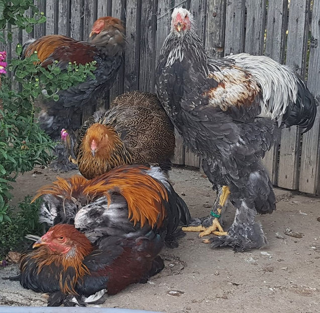  - a__Pui si tineret brahma 2019