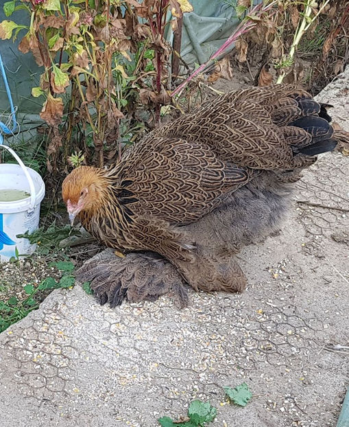  - a__Pui si tineret brahma 2019