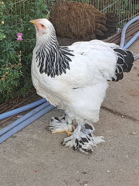 - a__Pui si tineret brahma 2019