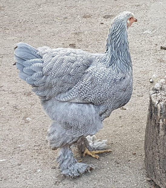  - a__Pui si tineret brahma 2019