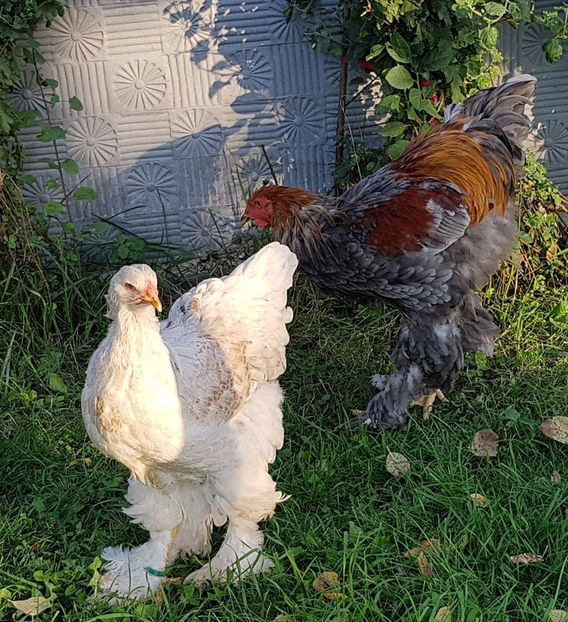  - a__Pui si tineret brahma 2019