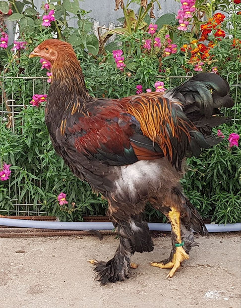  - a__Pui si tineret brahma 2019