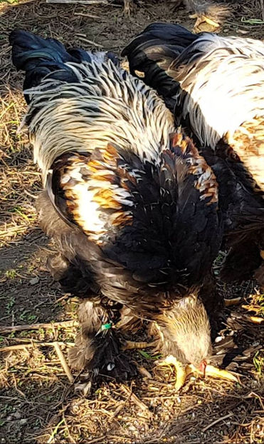  - a__Pui si tineret brahma 2019