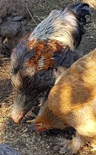  - a__Pui si tineret brahma 2019