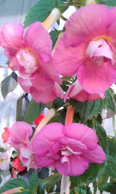  - achimenes 28 10 20122229