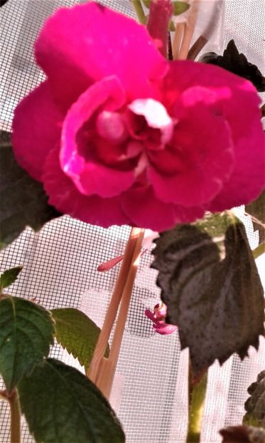  - achimenes 28 10 20122229