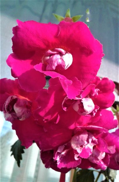  - achimenes 28 10 20122229