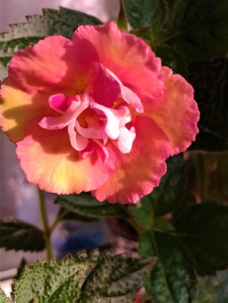  - achimenes 28 10 20122229