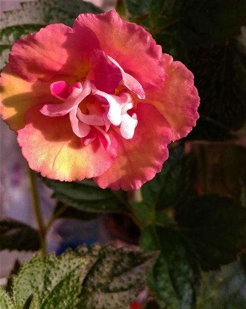  - achimenes 28 10 20122229