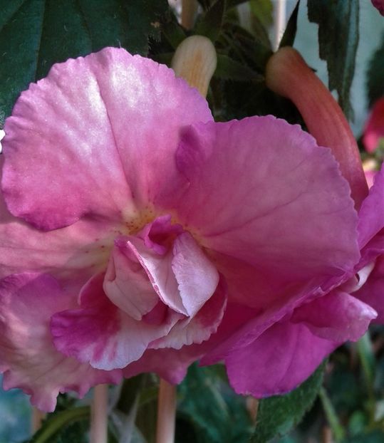  - achimenes 28 10 20122229