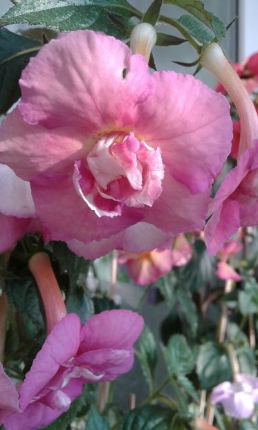  - achimenes 28 10 20122229