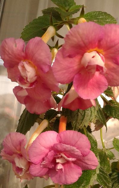  - achimenes 28 10 20122229