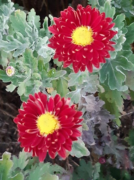  - Flori de Gradina Primavara -Vara 2019