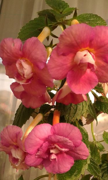  - achimenes 28 10 20122229