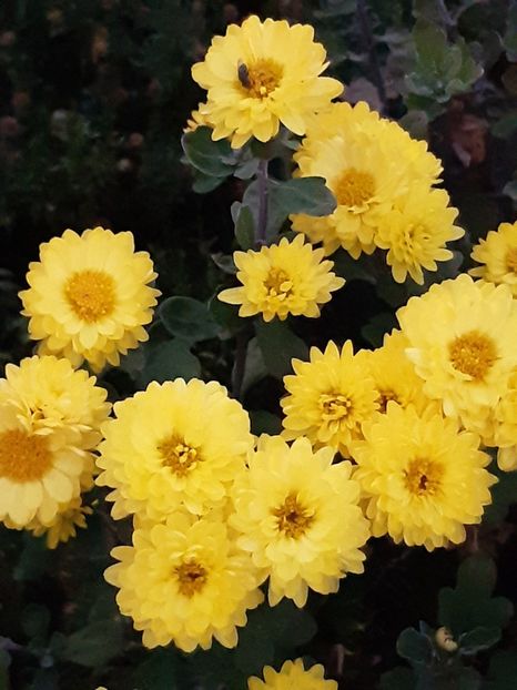  - Flori de Gradina Primavara -Vara 2019