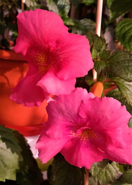  - achimenes 28 10 20122229