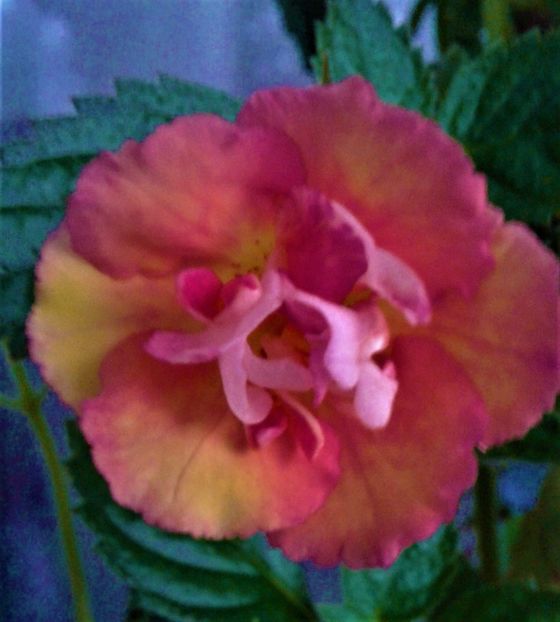  - achimenes 28 10 20122229