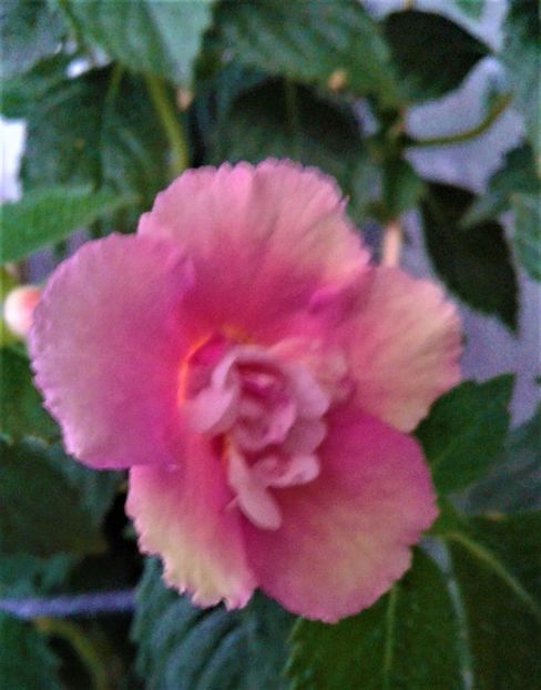  - achimenes 28 10 20122229