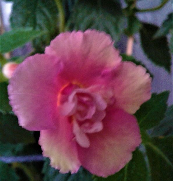  - achimenes 28 10 20122229