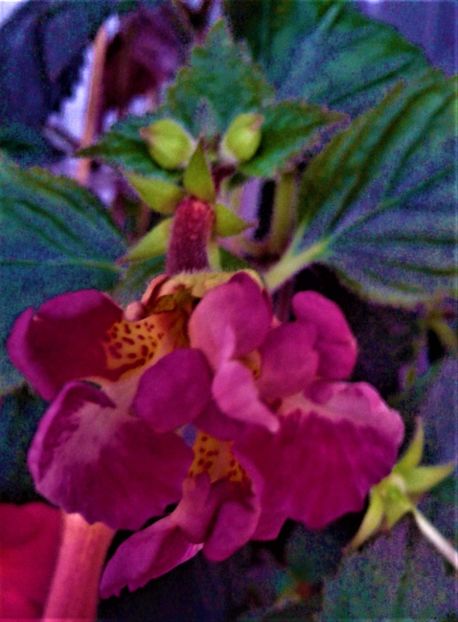  - achimenes 28 10 20122229