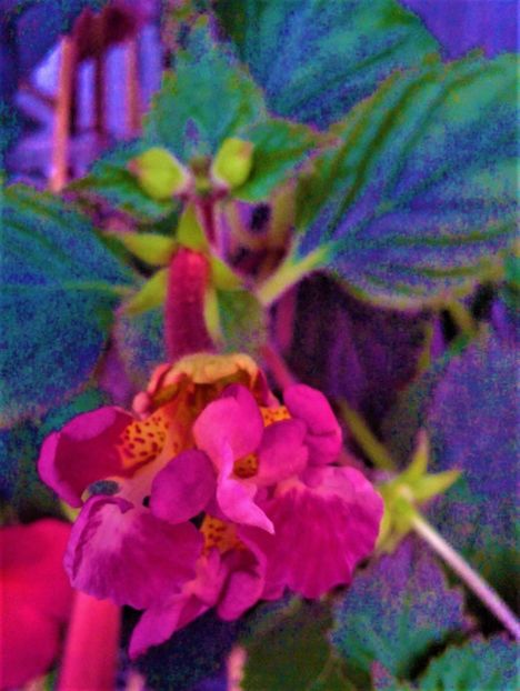  - achimenes 28 10 20122229