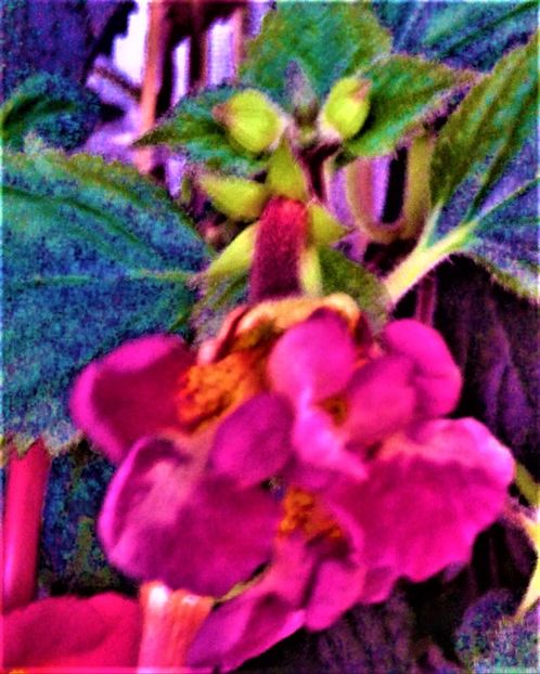  - achimenes 28 10 20122229