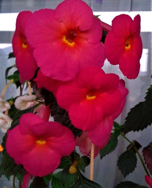  - achimenes 28 10 20122229