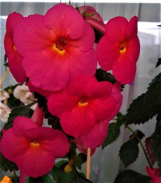  - achimenes 28 10 20122229